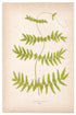 Edward Joseph Lowe fern Lycodium Forsteri, antique botanical print from 1871, Book Plate XXXV