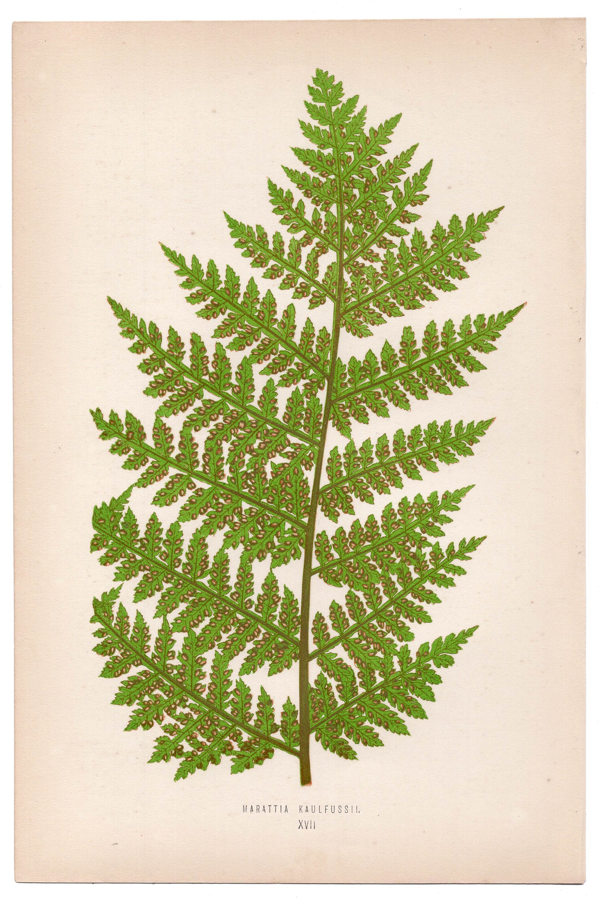 Edward Joseph Lowe fern Marattia Kaulfussii, antique botanical print from 1871, Book Plate XVII