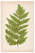 Edward Joseph Lowe fern Marattia Kaulfussii, antique botanical print from 1871, Book Plate XVII
