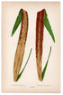 Edward Joseph Lowe fern Niphopsis Ancustatus, antique botanical print from 1871, Book Plate XXXVIII