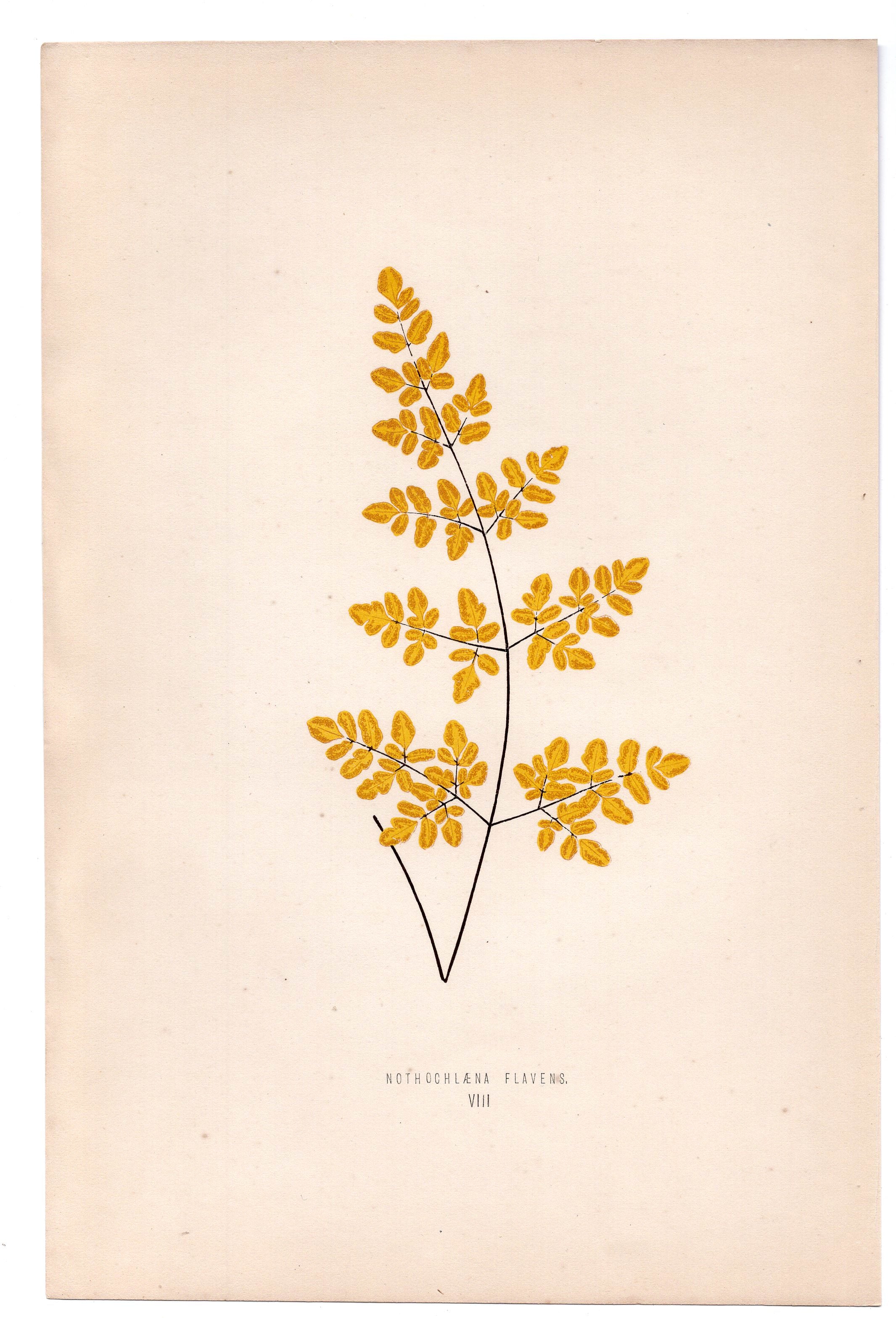 Edward Joseph Lowe fern Nothochlaena Flavens, antique botanical print from 1871, Book Plate VIII