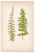 Edward Joseph Lowe fern Polypodium Flexile, antique botanical print from 1871, Book Plate XLVI