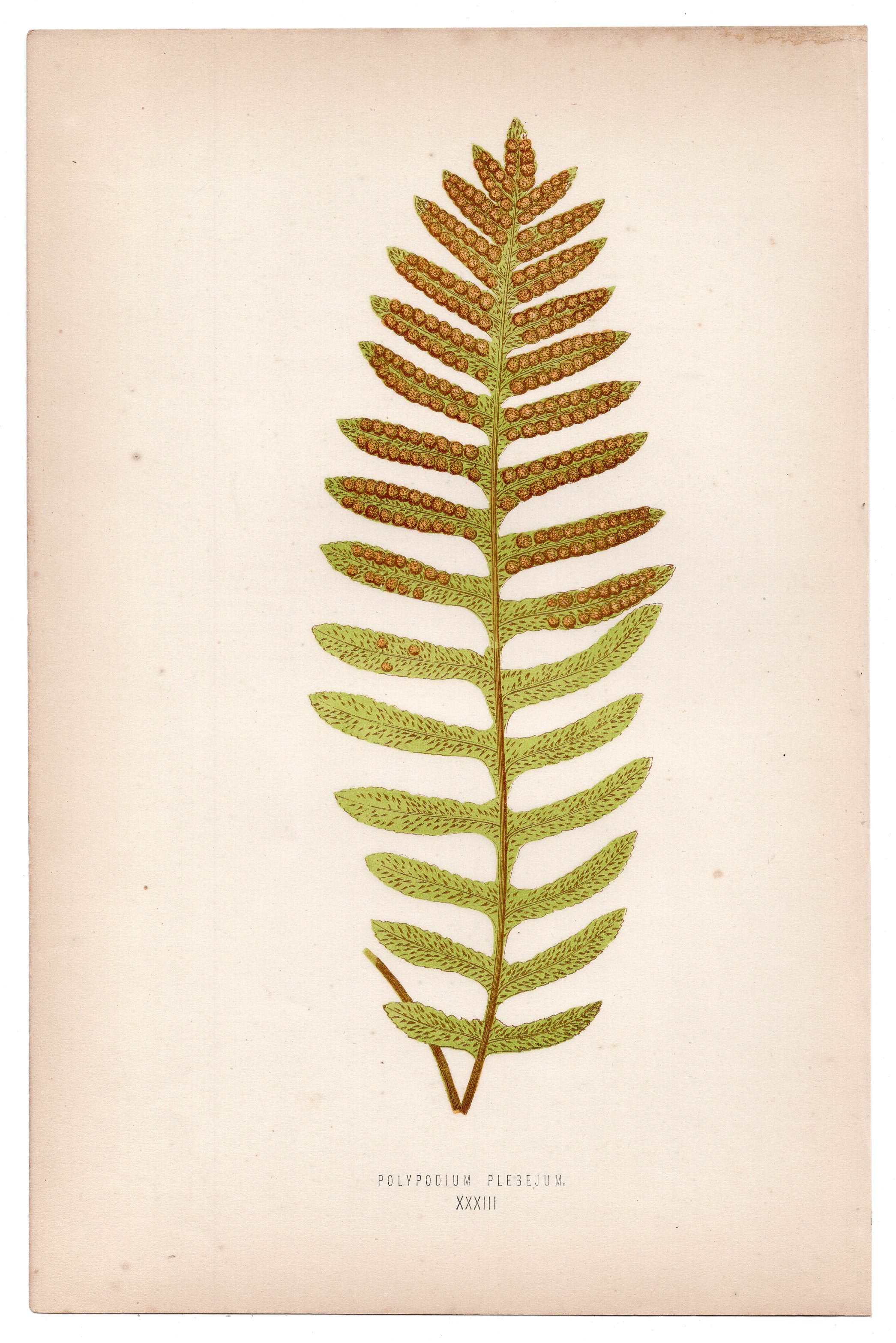 Edward Joseph Lowe fern Polypodium Plebejum, antique botanical print from 1871, Book Plate XXXIII