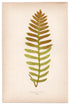 Edward Joseph Lowe fern Polypodium Plebejum, antique botanical print from 1871, Book Plate XXXIII
