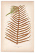 Edward Joseph Lowe fern Polypodium Squamatum, antique botanical print from 1871, Book Plate XXXIV