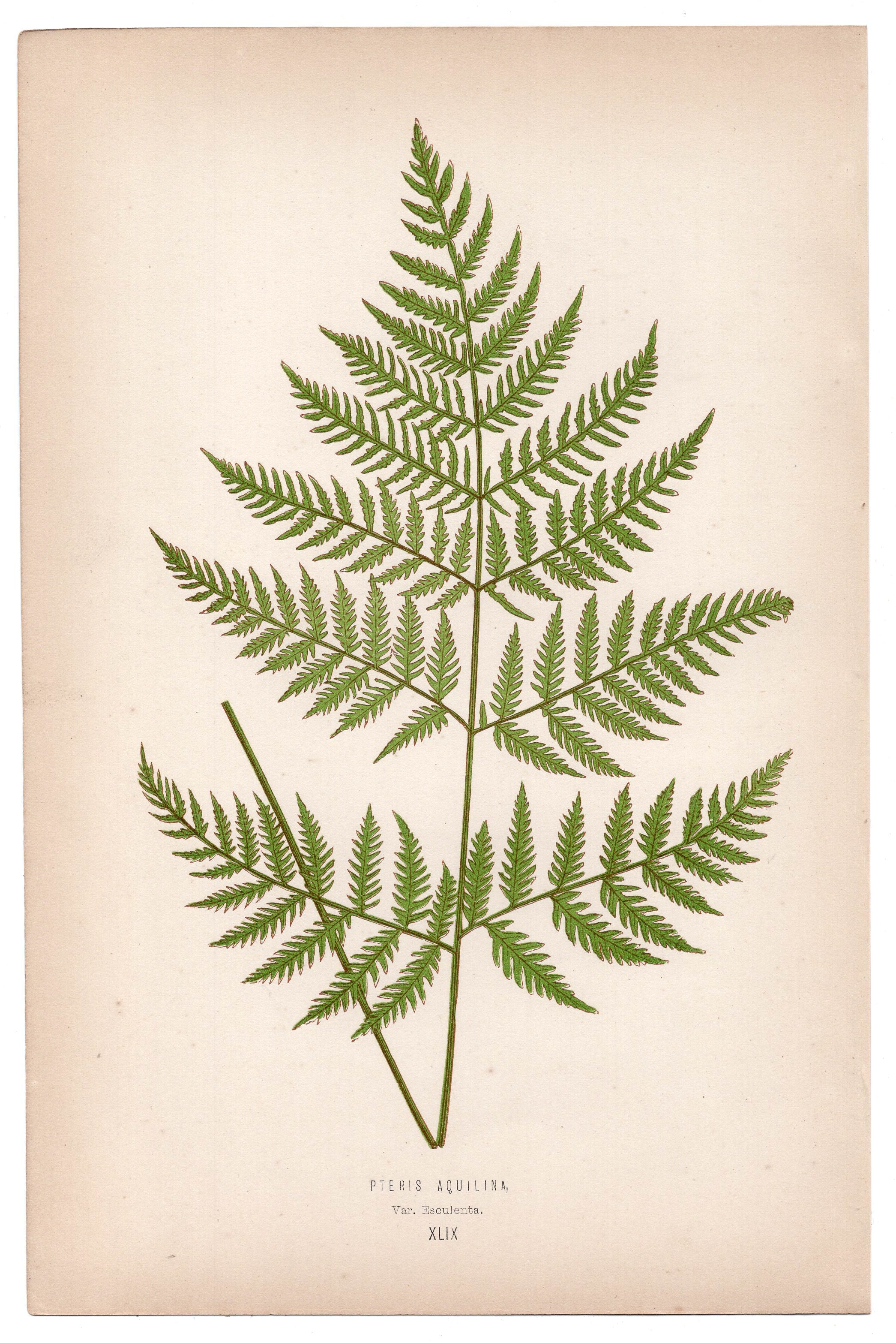 Edward Joseph Lowe fern Pteris Aquilina, antique botanical print from 1871, Book Plate XLIX