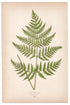 Edward Joseph Lowe fern Pteris Aquilina, antique botanical print from 1871, Book Plate XLIX