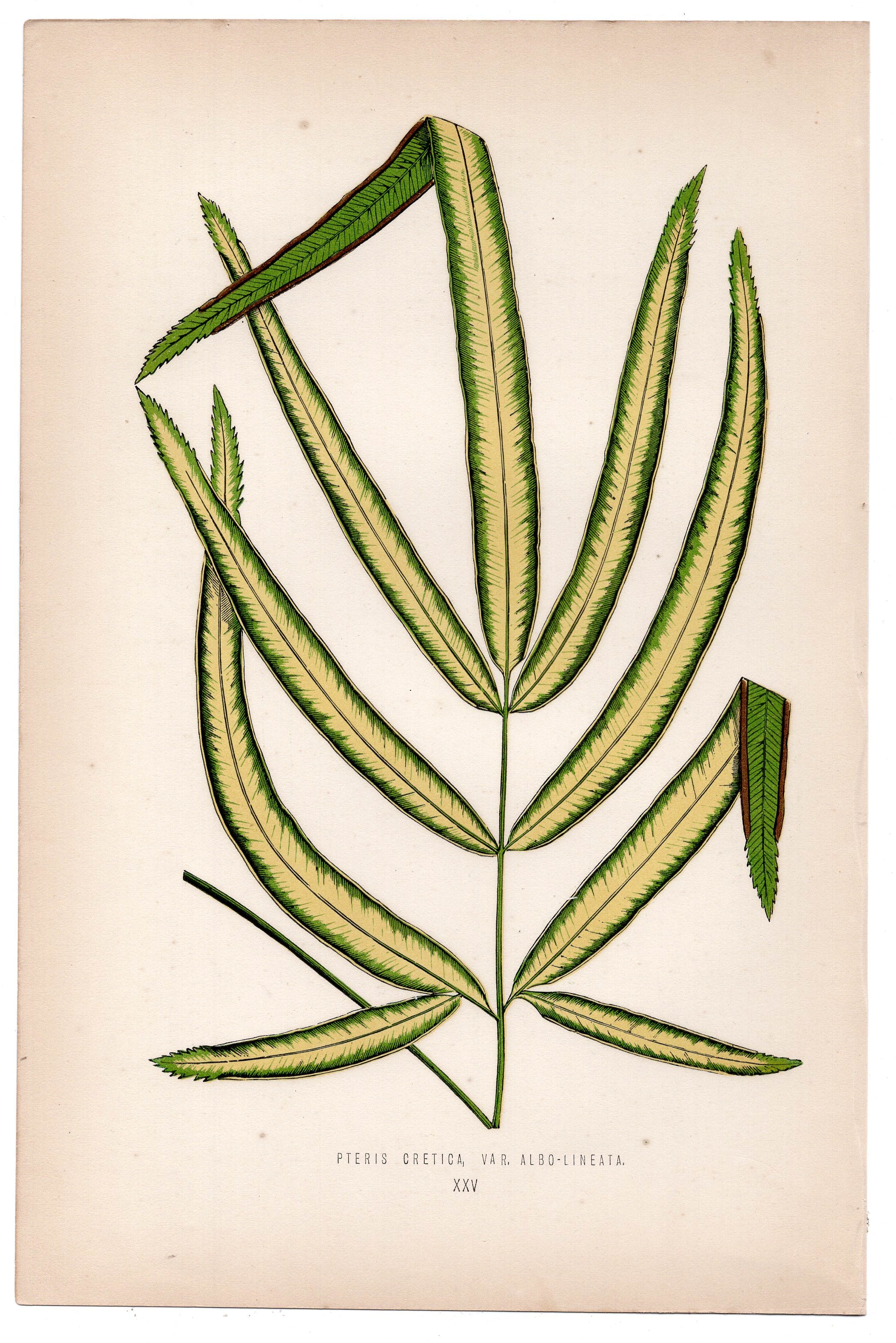 Edward Joseph Lowe fern Pteris Cretica, Var Albo-Lineata, antique botanical print from 1871, Book Plate XXV