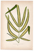 Edward Joseph Lowe fern Pteris Cretica, Var Albo-Lineata, antique botanical print from 1871, Book Plate XXV