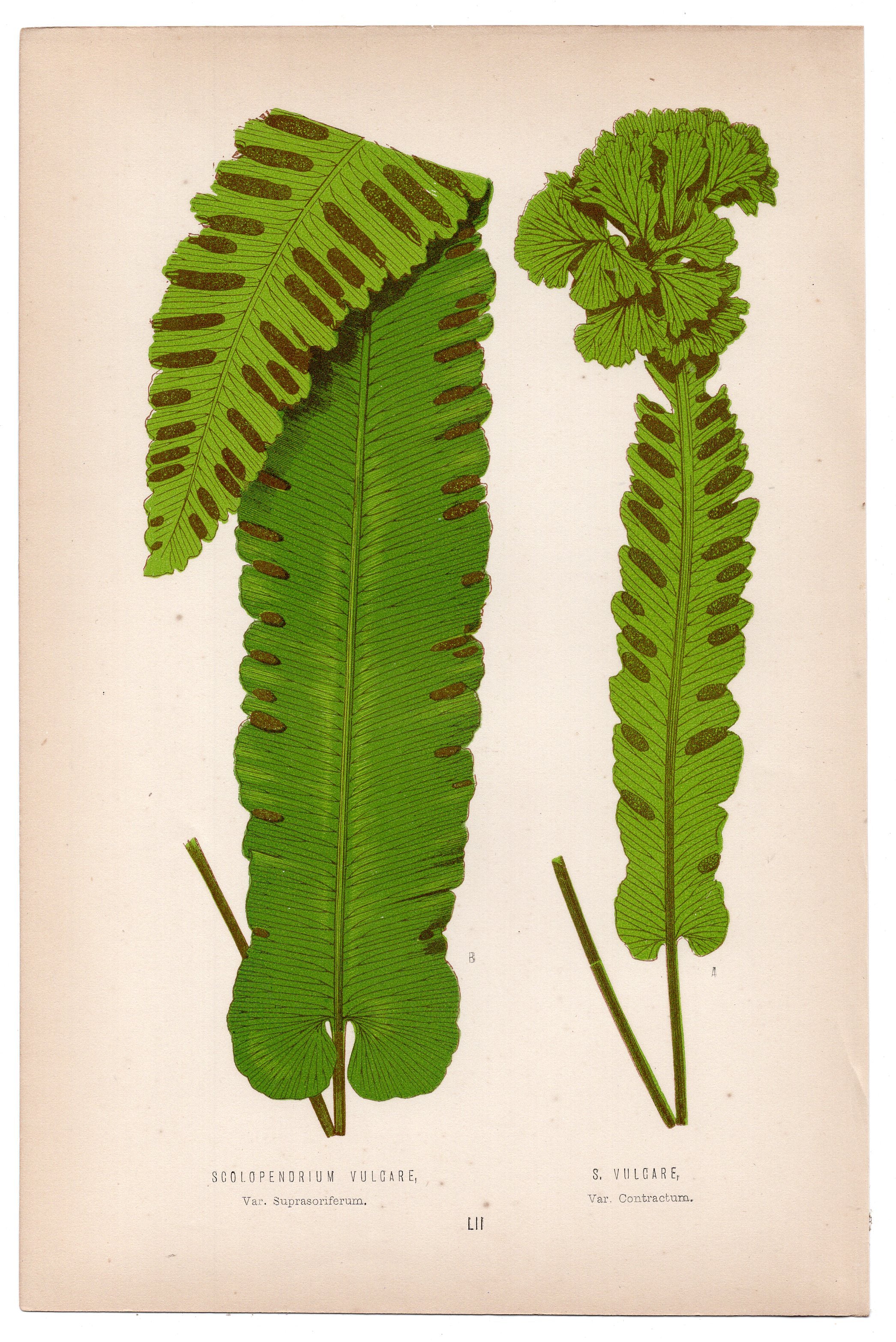 Edward Joseph Lowe fern S. Vulgare, Scolopendrium Vulgare, antique botanical print from 1871, Book Plate LII