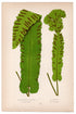 Edward Joseph Lowe fern S. Vulgare, Scolopendrium Vulgare, antique botanical print from 1871, Book Plate LII