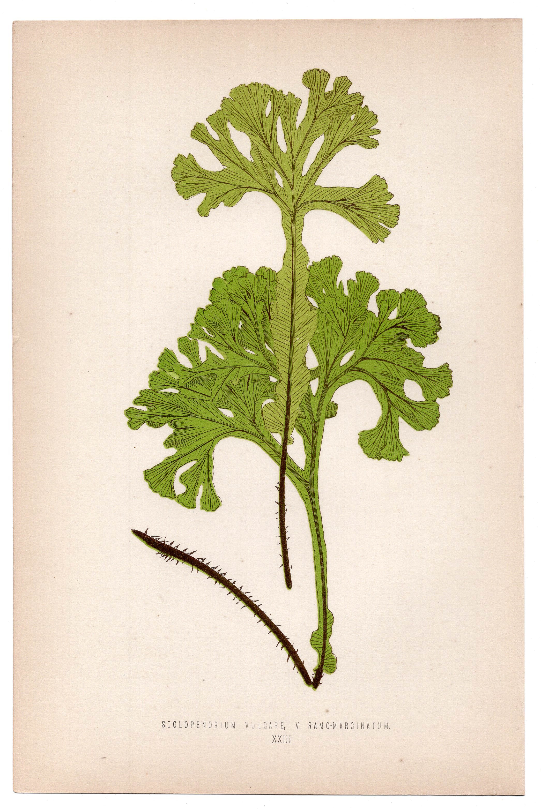Edward Joseph Lowe fern Scolopendrium Vulcare, antique botanical print from 1871, Book Plate XXIII