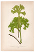 Edward Joseph Lowe fern Scolopendrium Vulcare, antique botanical print from 1871, Book Plate XXIII
