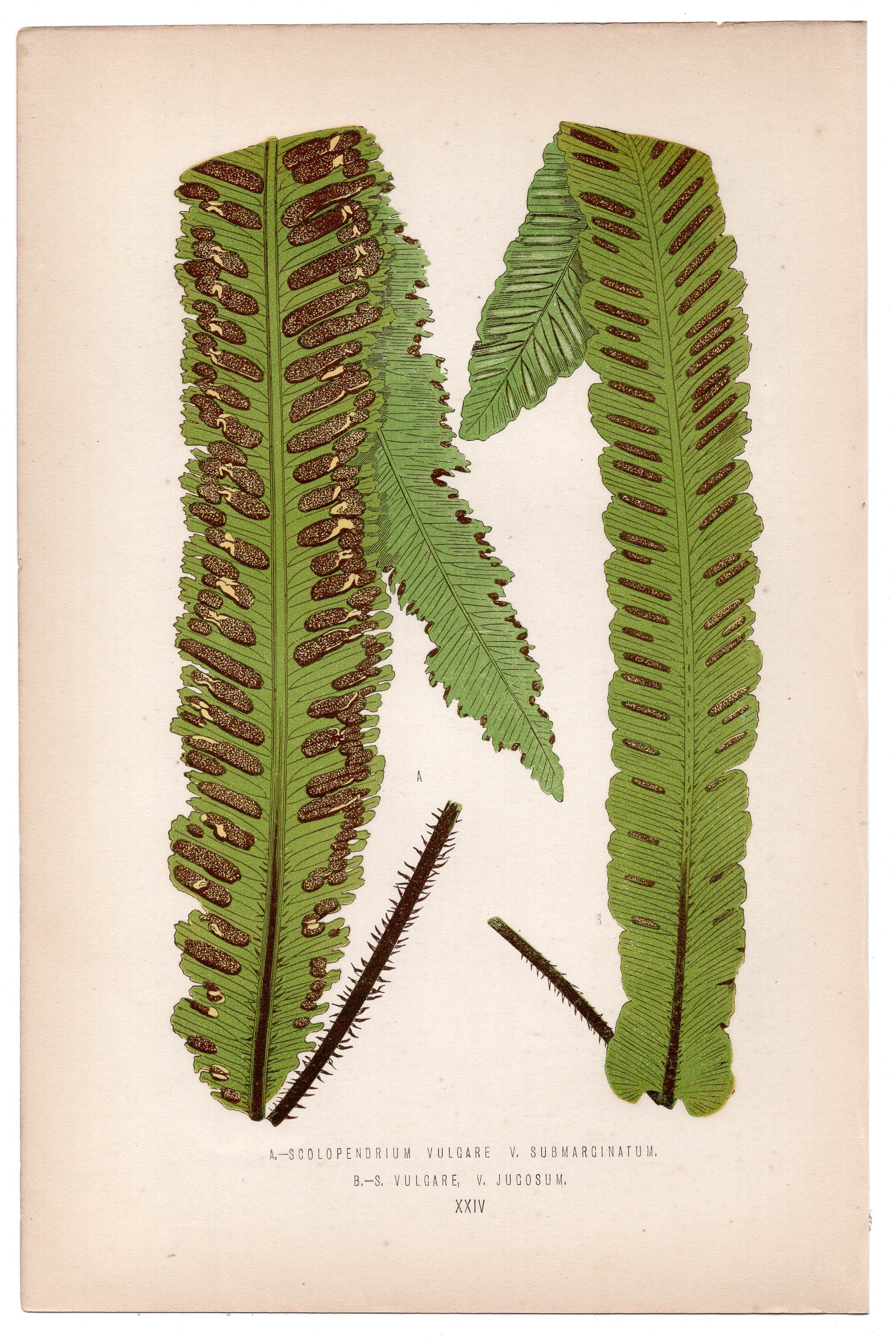 Edward Joseph Lowe fern Scolopendrium Vulcare, V Submarginatum, antique botanical print from 1871, Book Plate XXIV