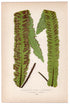 Edward Joseph Lowe fern Scolopendrium Vulcare, V Submarginatum, antique botanical print from 1871, Book Plate XXIV