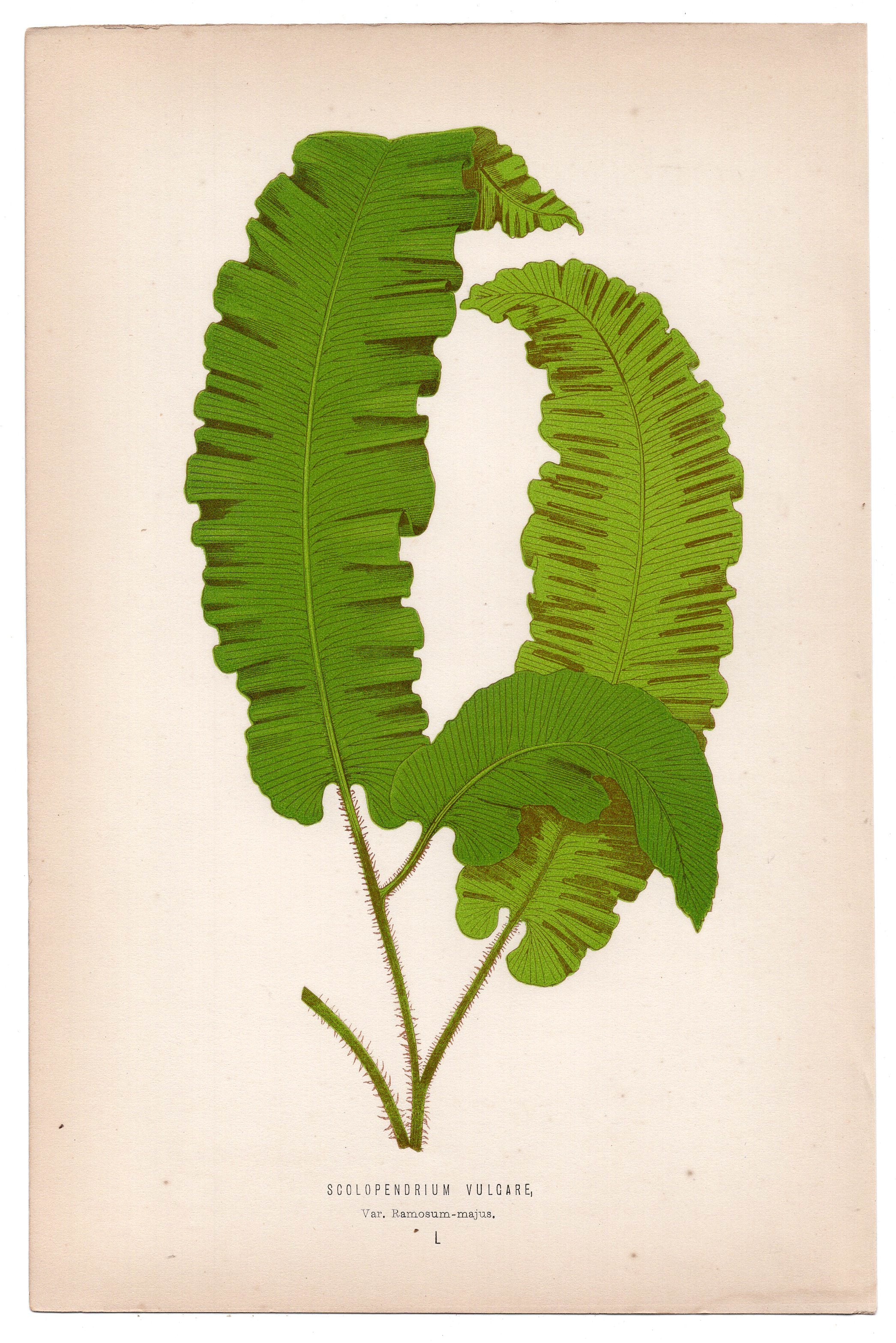 Edward Joseph Lowe fern Scolopendrium Vulgare, antique botanical print from 1871, Book Plate L