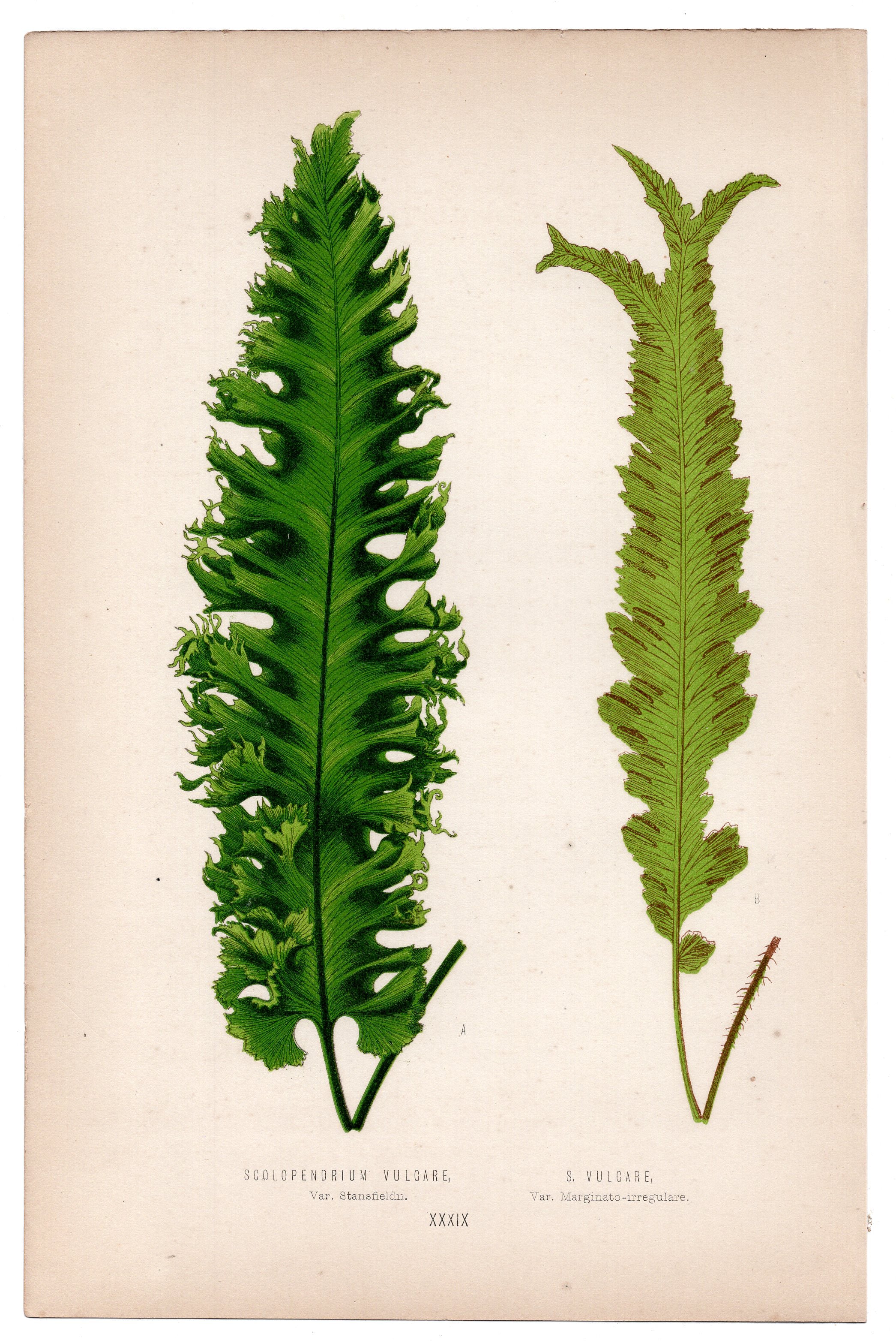 Edward Joseph Lowe fern Scolopendrium Vulgare, S. Vulgare, antique botanical print from 1871, Book Plate XXXIX