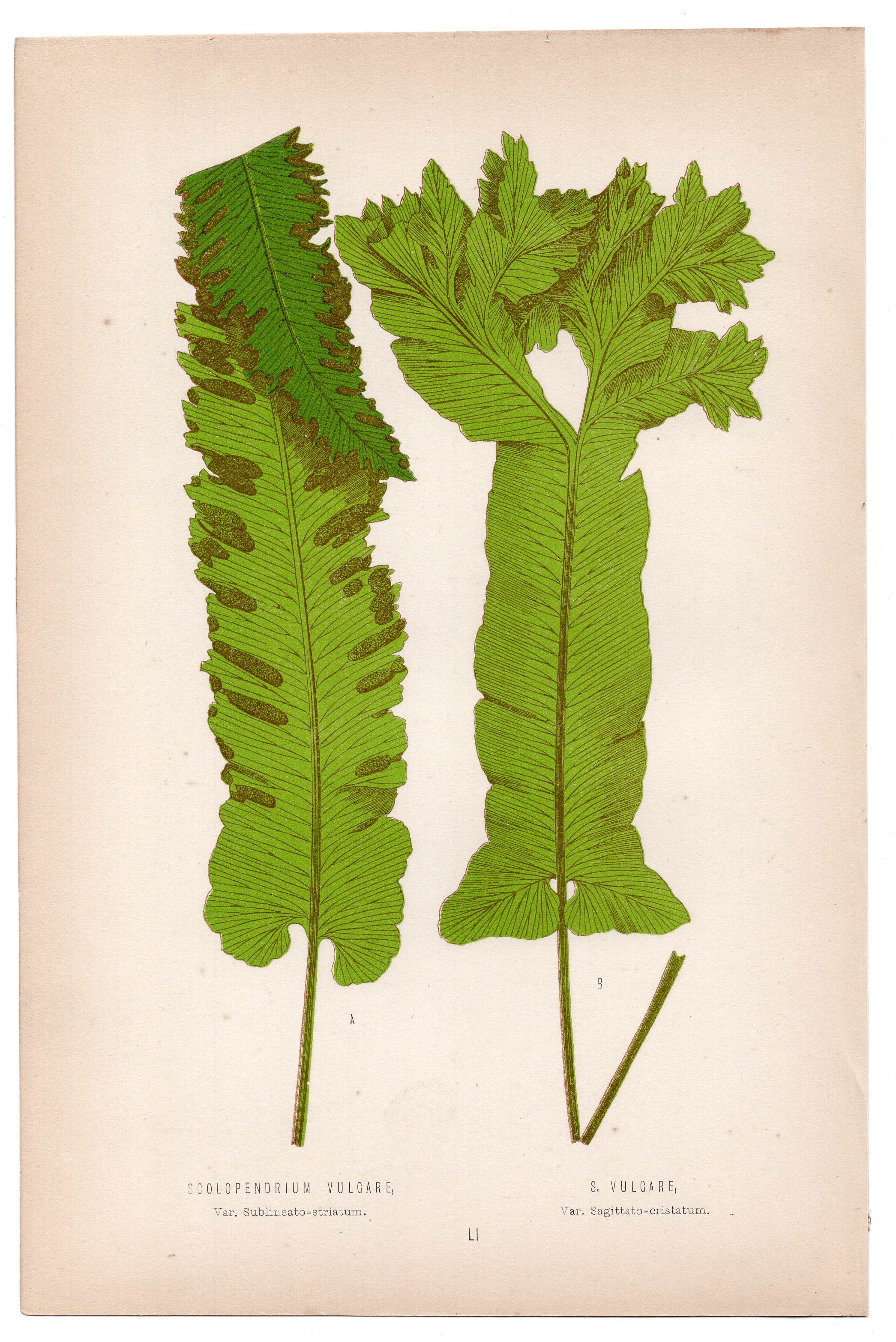 Edward Joseph Lowe fern Scolopendrium Vulgare, S Vulgare, antique botanical print from 1871, Book Plate LI