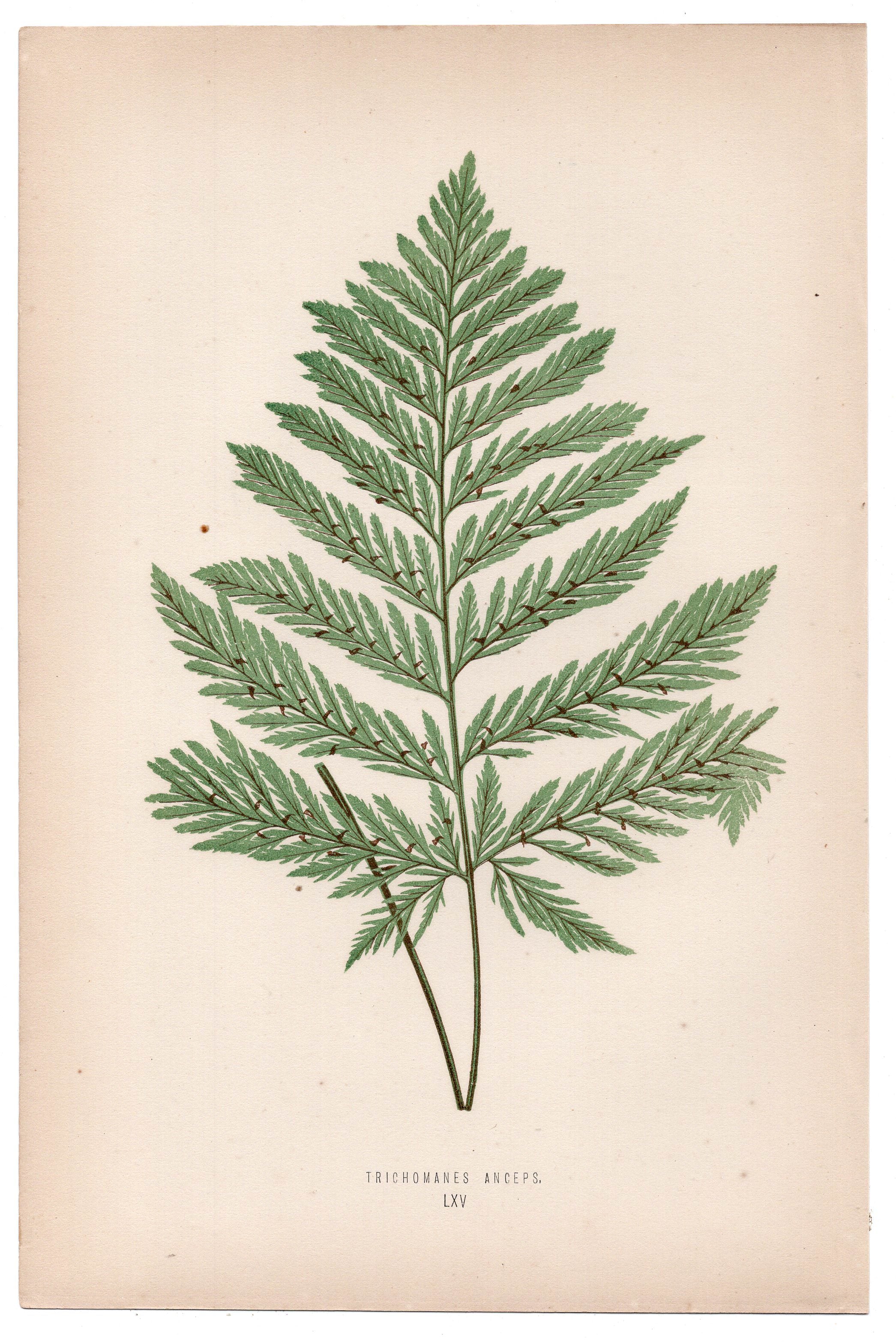 Edward Joseph Lowe fern Trichomanes Anceps, antique botanical print from 1871, Book Plate LXV