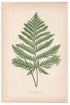 Edward Joseph Lowe fern Trichomanes Anceps, antique botanical print from 1871, Book Plate LXV