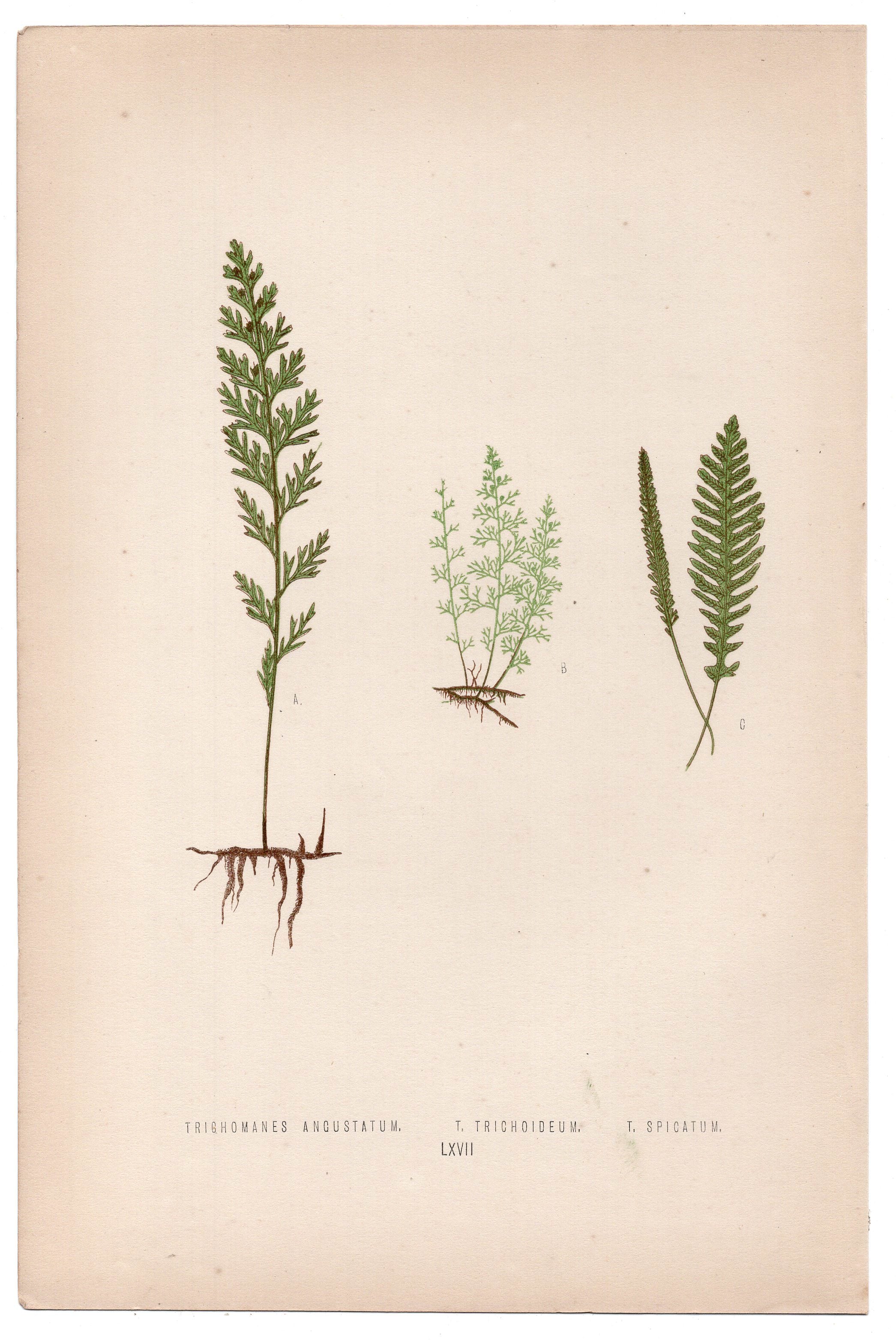 Edward Joseph Lowe fern Trichomanes Angustatum, antique botanical print from 1871, Book Plate LXVII