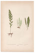 Edward Joseph Lowe fern Trichomanes Angustatum, antique botanical print from 1871, Book Plate LXVII