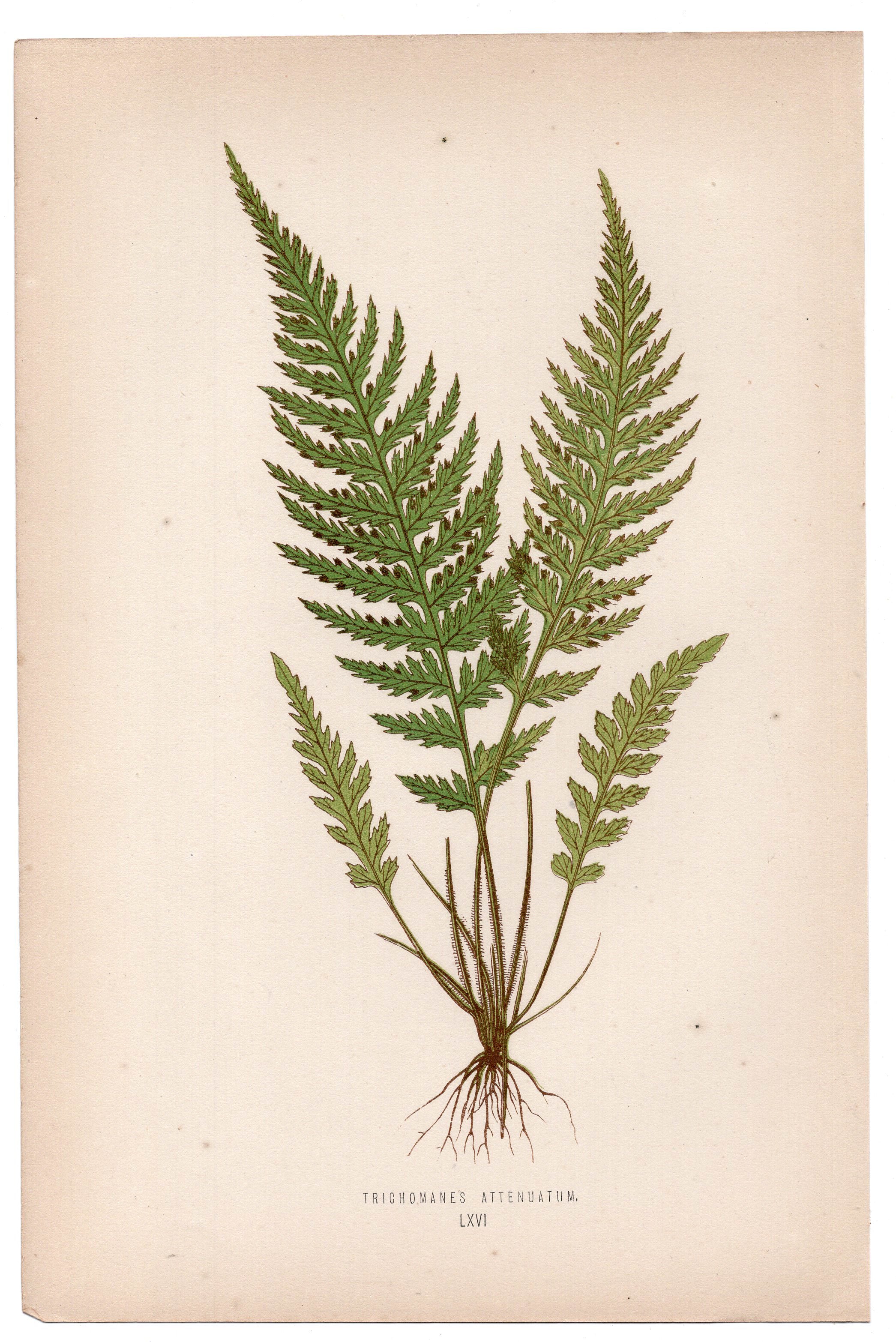 Edward Joseph Lowe fern Trichomanes Attenuatum, antique botanical print from 1871, Book Plate LXVI