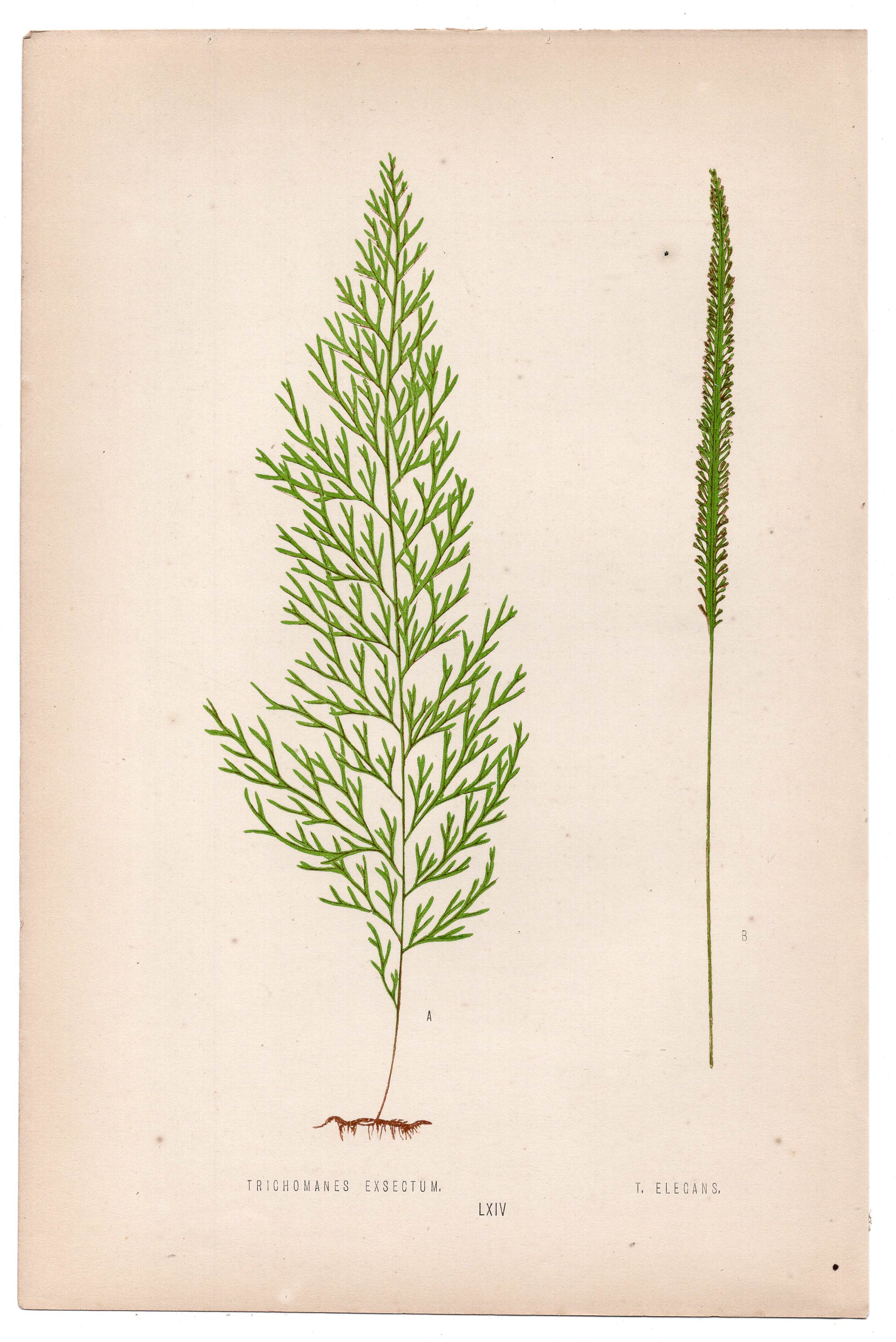 Edward Joseph Lowe fern Trichomanes Exsectum, T. Elegans, antique botanical print from 1871, Book Plate LXIV