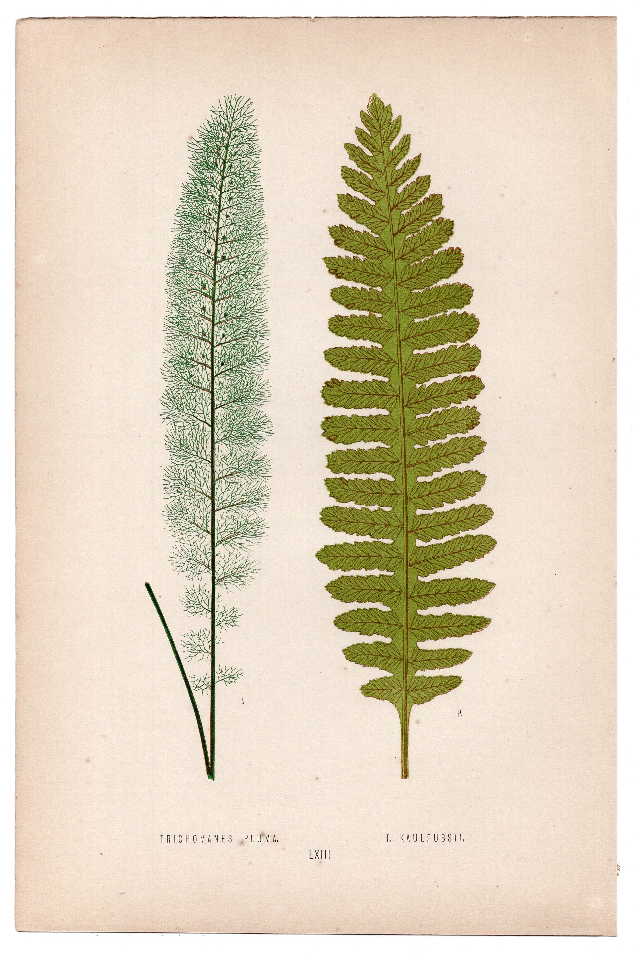 Edward Joseph Lowe fern Trichomanes Pluma, T. Kaulfussii, antique botanical print from 1871, Book Plate LXIII
