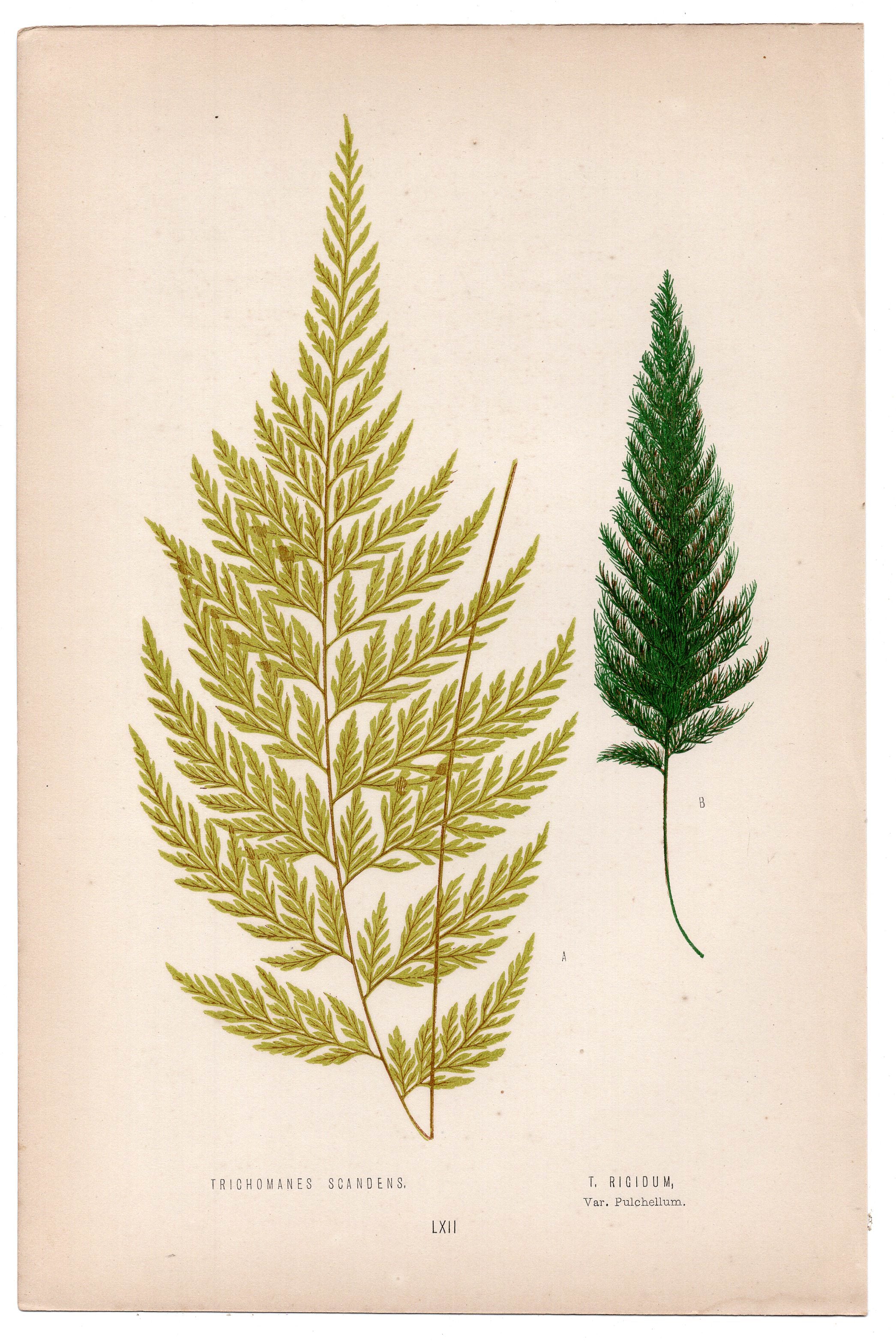 Edward Joseph Lowe fern Trichomanes Scandens, T. Rigidum, antique botanical print from 1871, Book Plate LXII