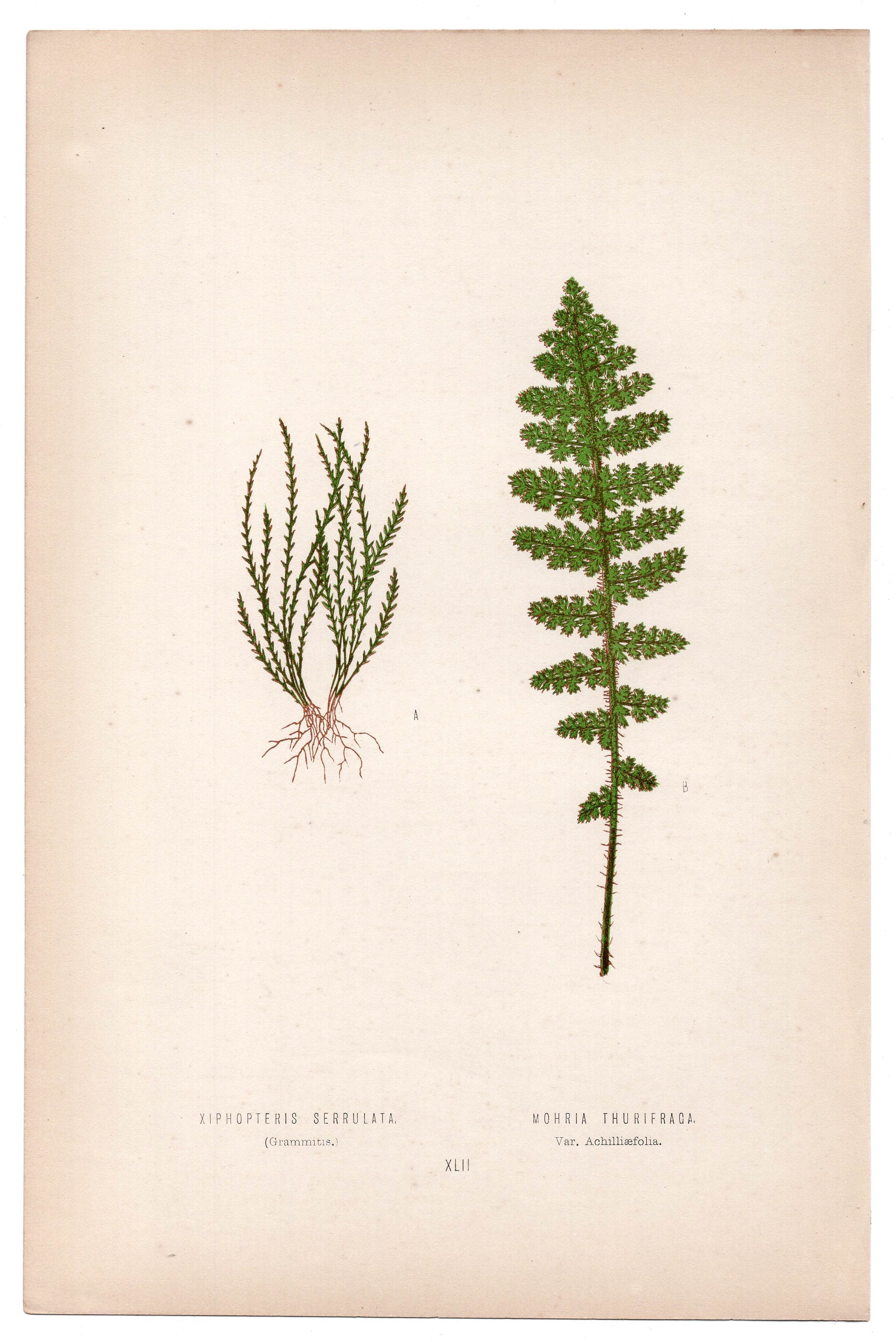 Edward Joseph Lowe fern Xiphopteris Serrulata, antique botanical print from 1871, Book Plate XLII