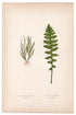 Edward Joseph Lowe fern Xiphopteris Serrulata, antique botanical print from 1871, Book Plate XLII