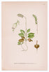 1922 Sidebells Wintergreen, One-sided-wintergreen, Antique Print (Pyrola Minor) by Lindman, Botanical Flower Book Plate 154