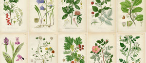   Lindman Botanical Prints 