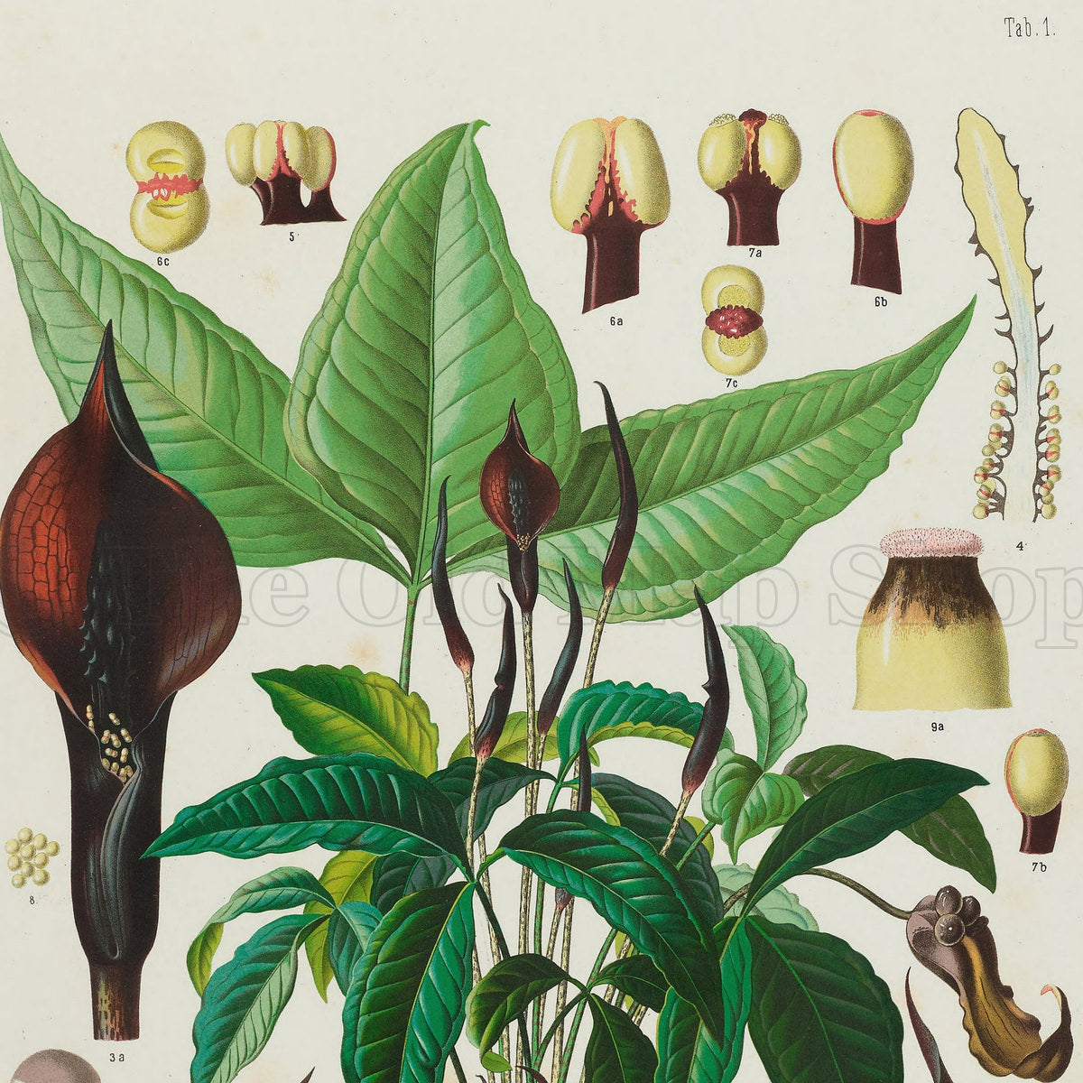Close-up of the 1879 Zomicarpa steigeriana antique botanical print, Plate 1 by Heinrich Wilhelm Schott, showing detailed green foliage, dark flowering structures and botanical studies.