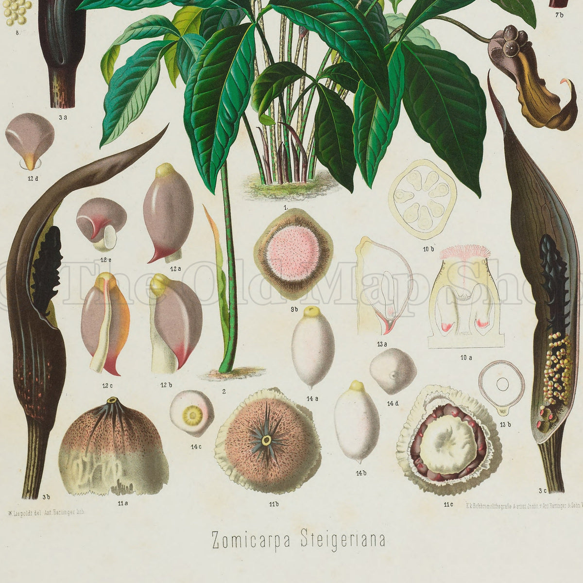 Close-up of the lower section of the 1879 Zomicarpa steigeriana antique botanical print, Plate 1 by Heinrich Wilhelm Schott, showing detailed seed structures, botanical cross-sections and dark flowering forms.