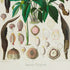 Close-up of the lower section of the 1879 Zomicarpa steigeriana antique botanical print, Plate 1 by Heinrich Wilhelm Schott, showing detailed seed structures, botanical cross-sections and dark flowering forms.