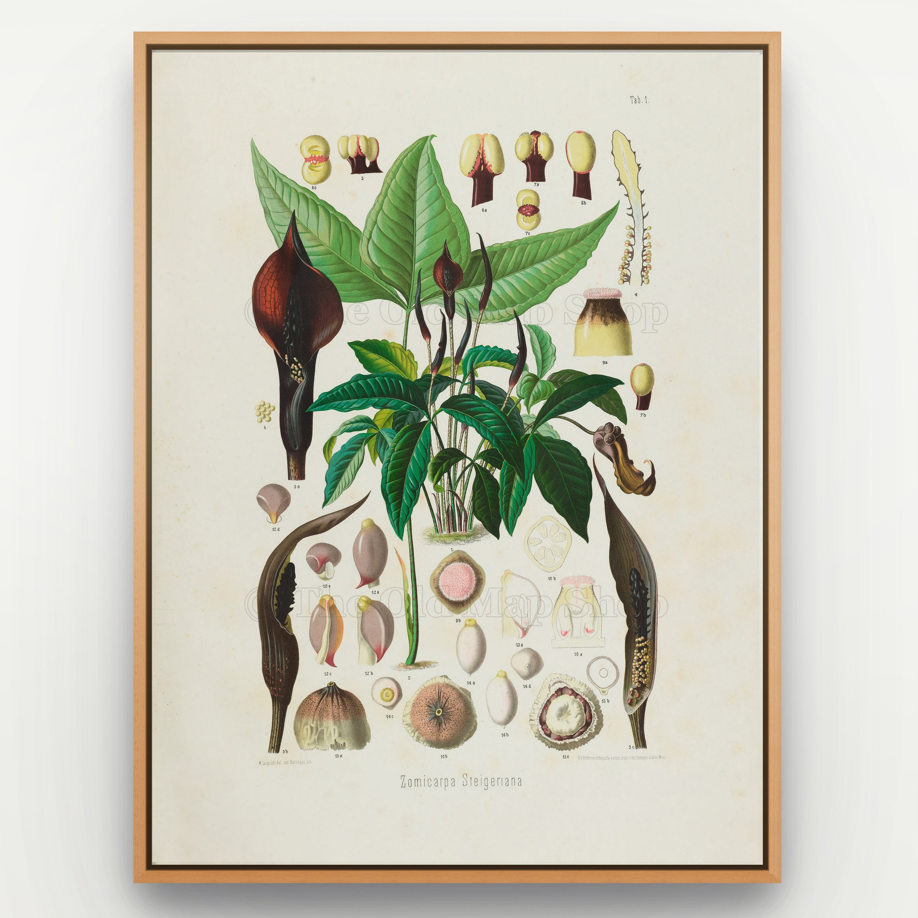 1879 Zomicarpa steigeriana botanical print, Plate 1 by Heinrich Wilhelm Schott, displayed in a natural oak frame as antique botanical wall art.