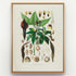 1879 Zomicarpa steigeriana botanical print, Plate 1 by Heinrich Wilhelm Schott, displayed in a natural oak frame as antique botanical wall art.