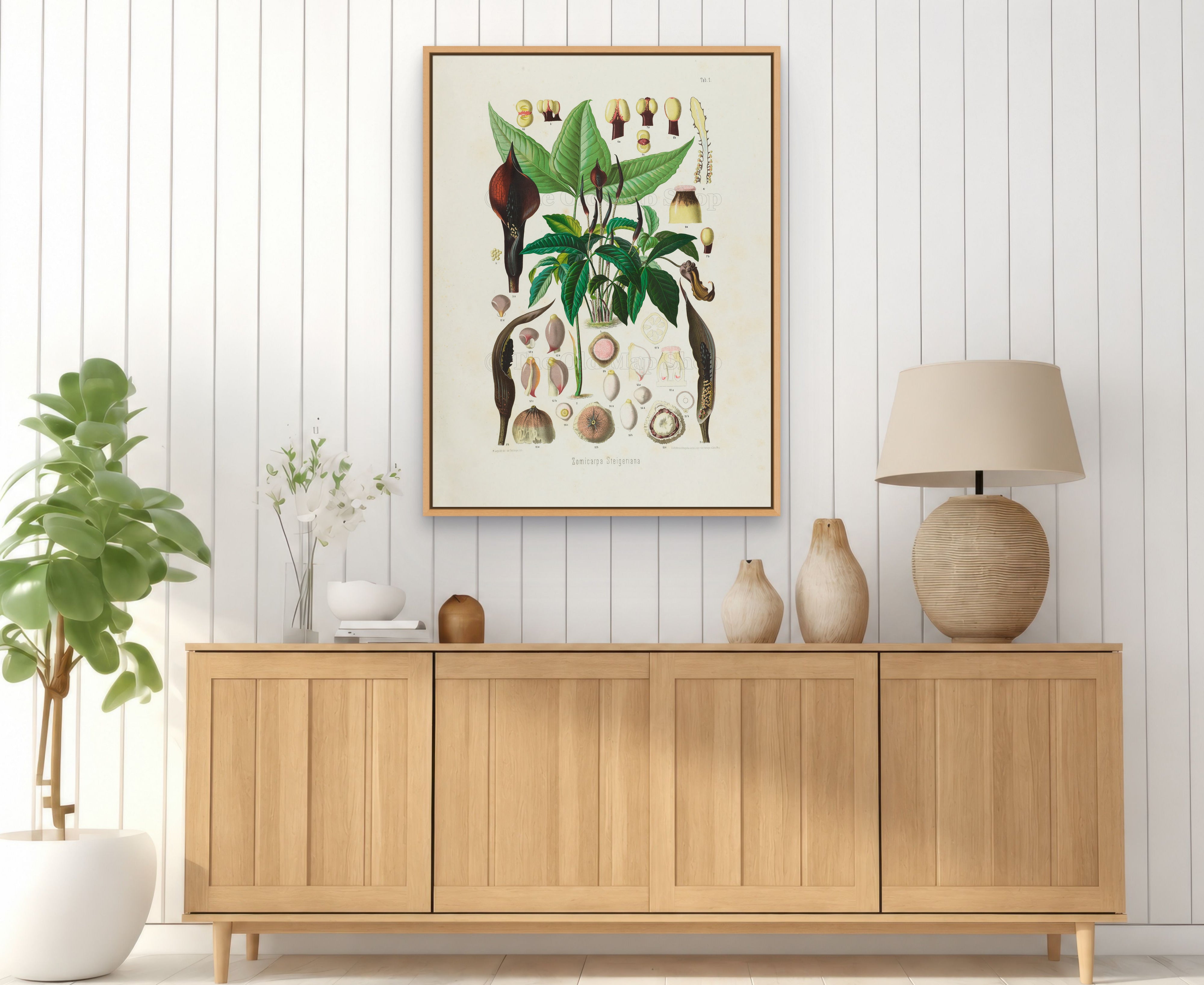 1879 Zomicarpa steigeriana antique botanical print, Plate 1 by Heinrich Wilhelm Schott, framed above a natural oak sideboard in a bright, neutral living room.