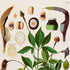 Upper detail of 1879 Zomicarpa pythonium antique botanical print, Plate 2 by Heinrich Wilhelm Schott, featuring an upright leafy Zomicarpa specimen, with narrow green leaves and several elongated flowering structures.