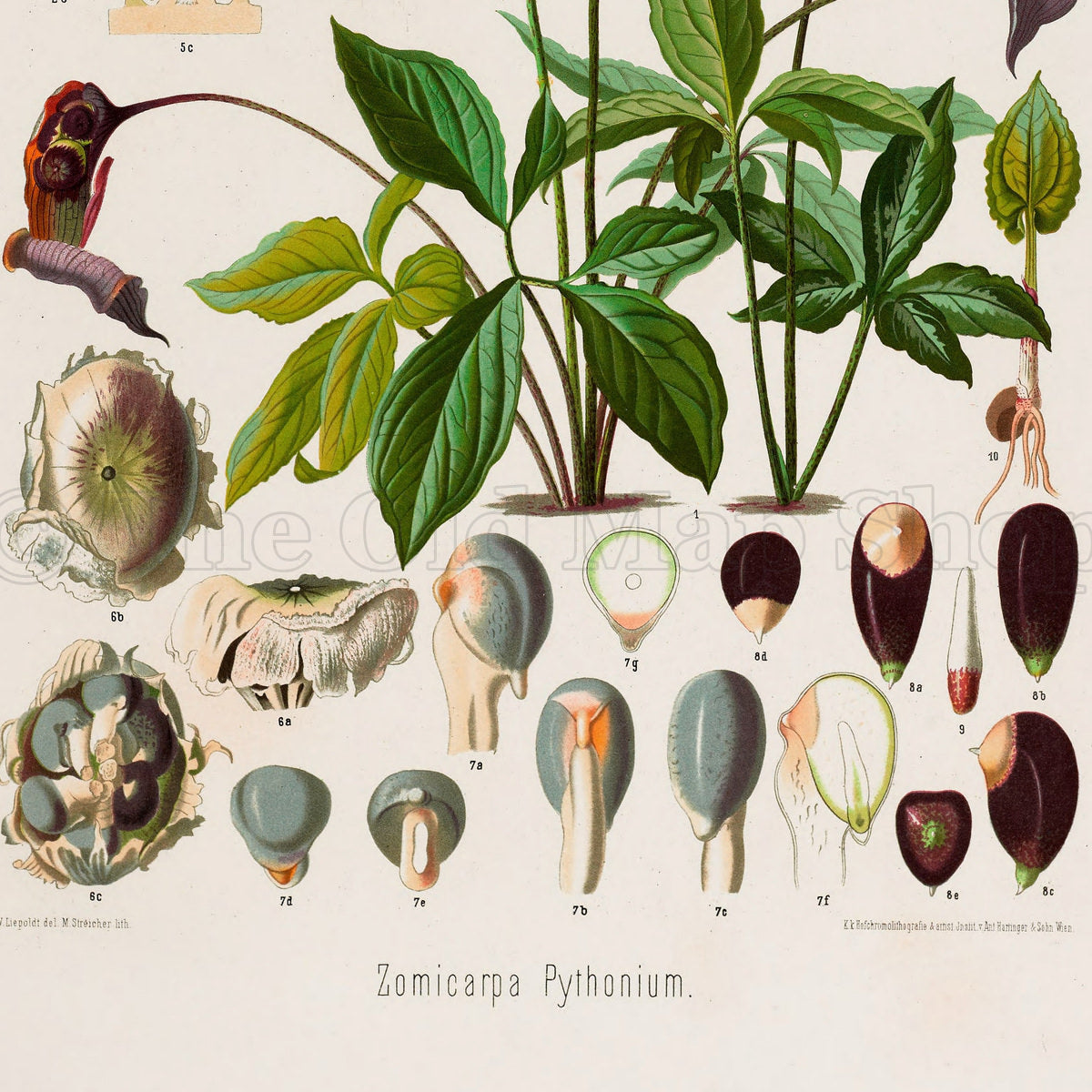 Lower detail of 1879 Zomicarpa pythonium antique botanical print, Plate 2 by Heinrich Wilhelm Schott. The principal plant is surrounded by enlarged spathes, spadices, fruiting details and small sectional studies, arranged in tiers above and below the foliage.