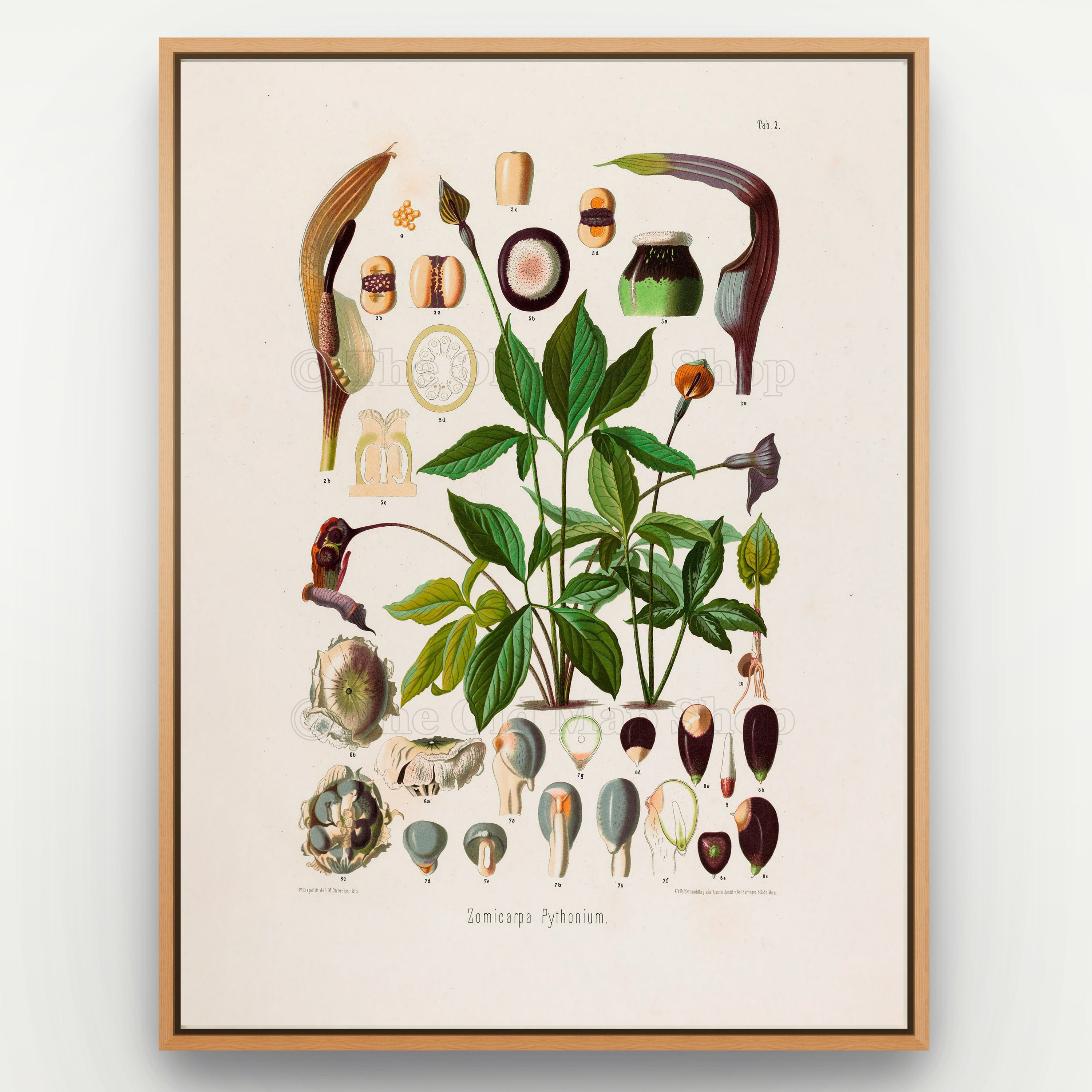 1879 Zomicarpa pythonium antique botanical print, Plate 2 by Heinrich Wilhelm Schott, shown in a natural oak frame as botanical wall art, featuring an upright leafy Zomicarpa specimen, with narrow green leaves and several elongated flowering structures.