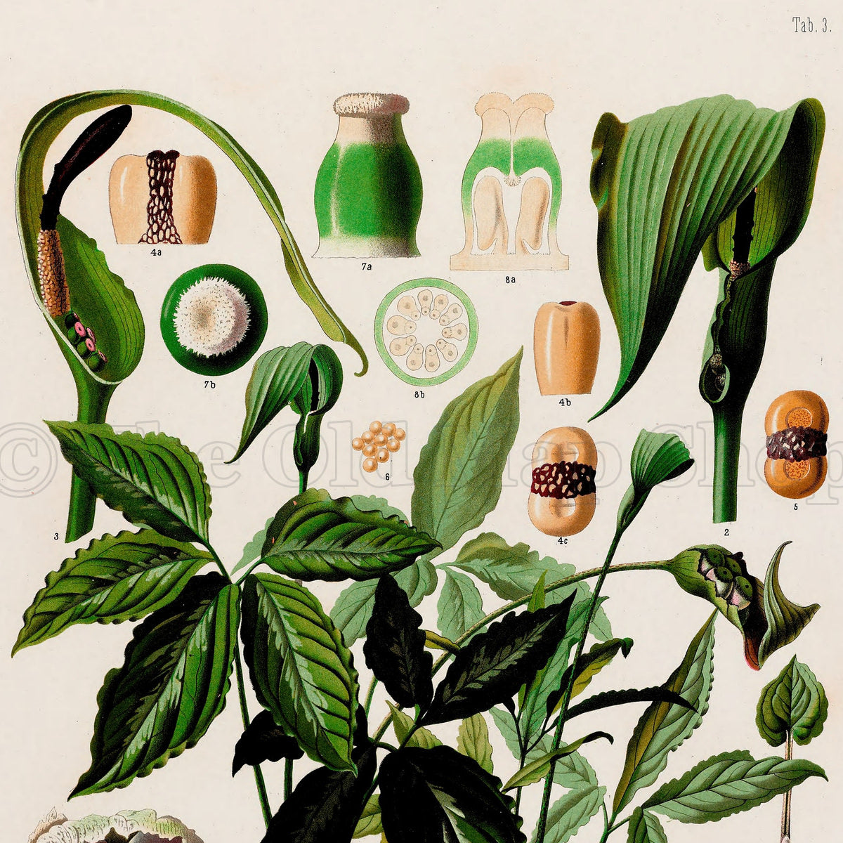 Upper detail of 1879 Zomicarpa riedeliana antique botanical print, Plate 3 by Heinrich Wilhelm Schott, featuring a compact Zomicarpa plant with glossy dark foliage and arched, dark-tipped flowering structures.