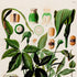 Upper detail of 1879 Zomicarpa riedeliana antique botanical print, Plate 3 by Heinrich Wilhelm Schott, featuring a compact Zomicarpa plant with glossy dark foliage and arched, dark-tipped flowering structures.