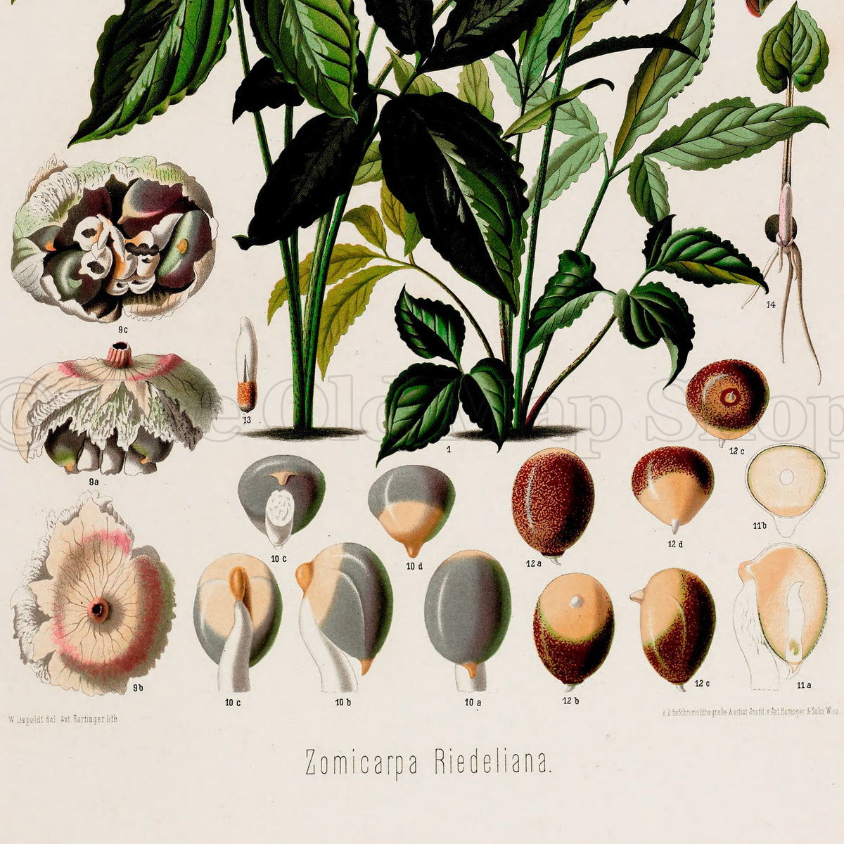 Lower detail of 1879 Zomicarpa riedeliana antique botanical print, Plate 3 by Heinrich Wilhelm Schott. Enlarged floral forms arc across the upper half, while fruit, seed and cut-section studies fill the lower portion in an orderly display.