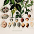 Lower detail of 1879 Zomicarpa riedeliana antique botanical print, Plate 3 by Heinrich Wilhelm Schott. Enlarged floral forms arc across the upper half, while fruit, seed and cut-section studies fill the lower portion in an orderly display.