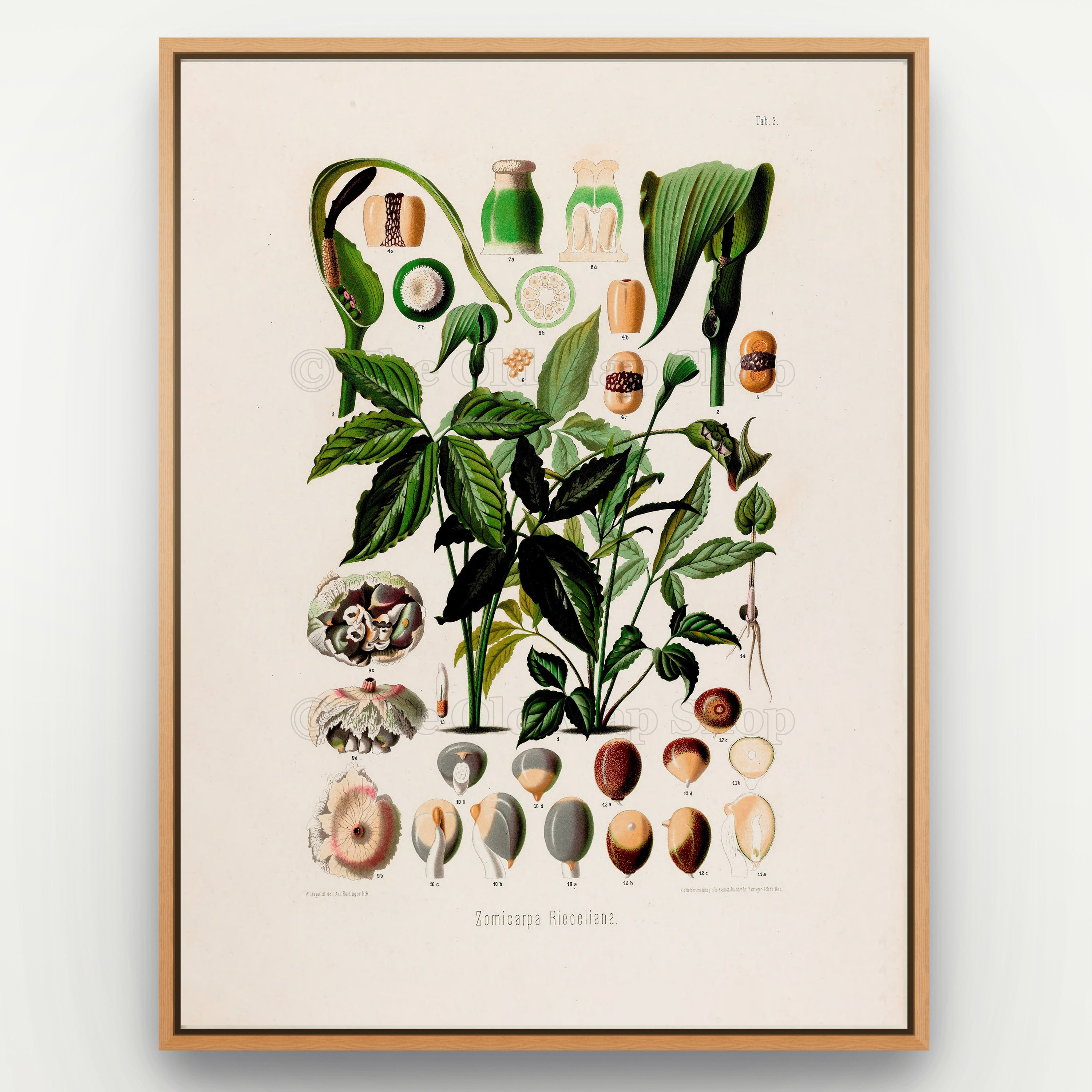 1879 Zomicarpa riedeliana antique botanical print, Plate 3 by Heinrich Wilhelm Schott, shown in a natural oak frame as botanical wall art, featuring a compact Zomicarpa plant with glossy dark foliage and arched, dark-tipped flowering structures.