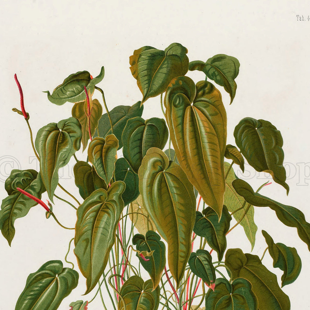 Upper detail of 1879 Anthurium maximiliani antique botanical print, Plate 4 by Heinrich Wilhelm Schott, featuring a tall, densely foliaged Anthurium with overlapping heart-shaped leaves and slender reddish flower stalks.