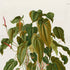 Upper detail of 1879 Anthurium maximiliani antique botanical print, Plate 4 by Heinrich Wilhelm Schott, featuring a tall, densely foliaged Anthurium with overlapping heart-shaped leaves and slender reddish flower stalks.